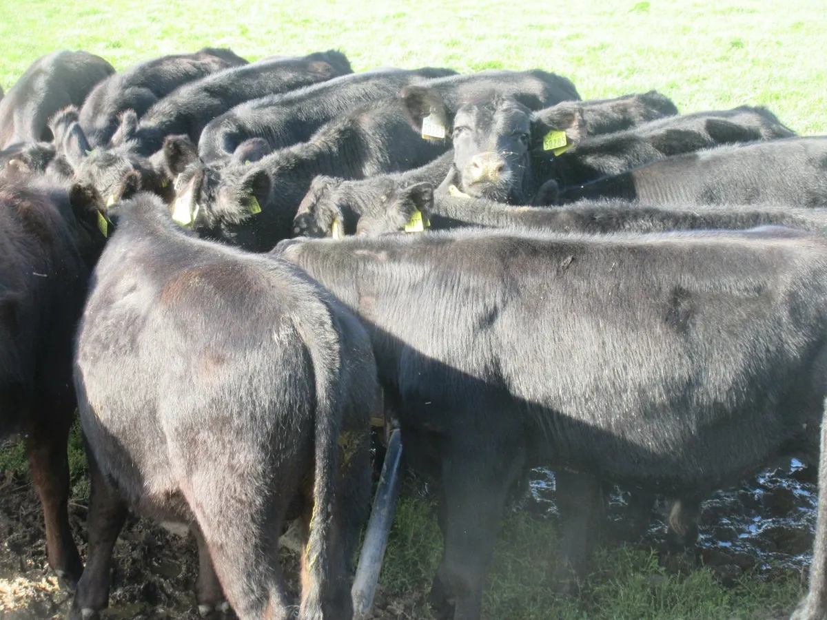 38 aberdeen angus bull weanlings - Image 4