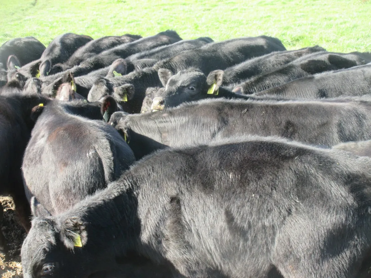 38 aberdeen angus bull weanlings - Image 2