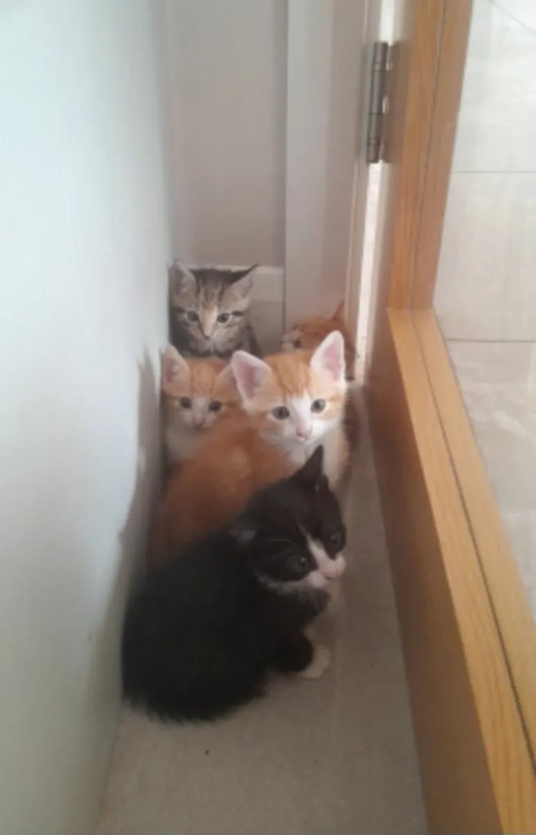 Kittens - Image 1