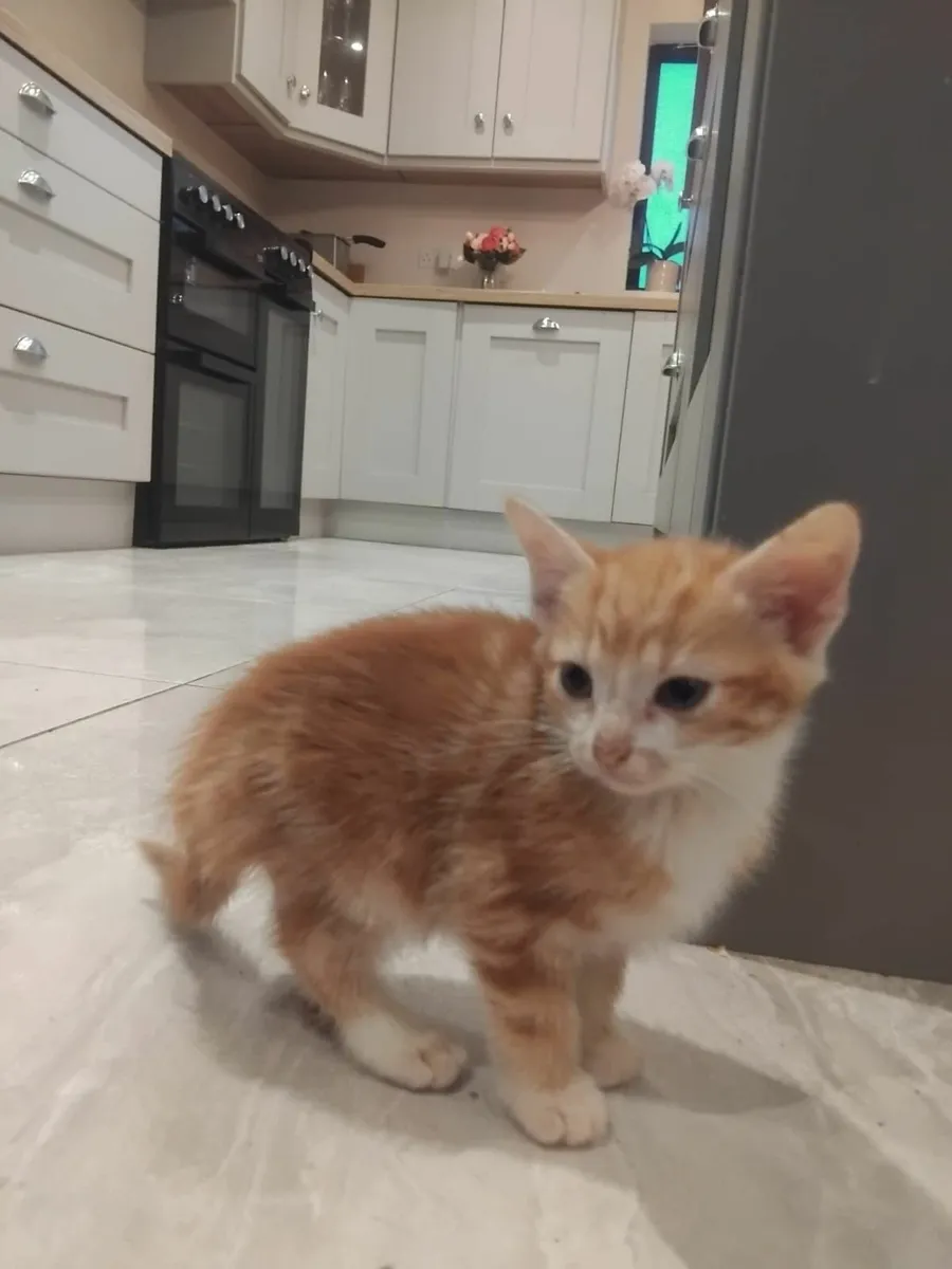 Kittens - Image 3