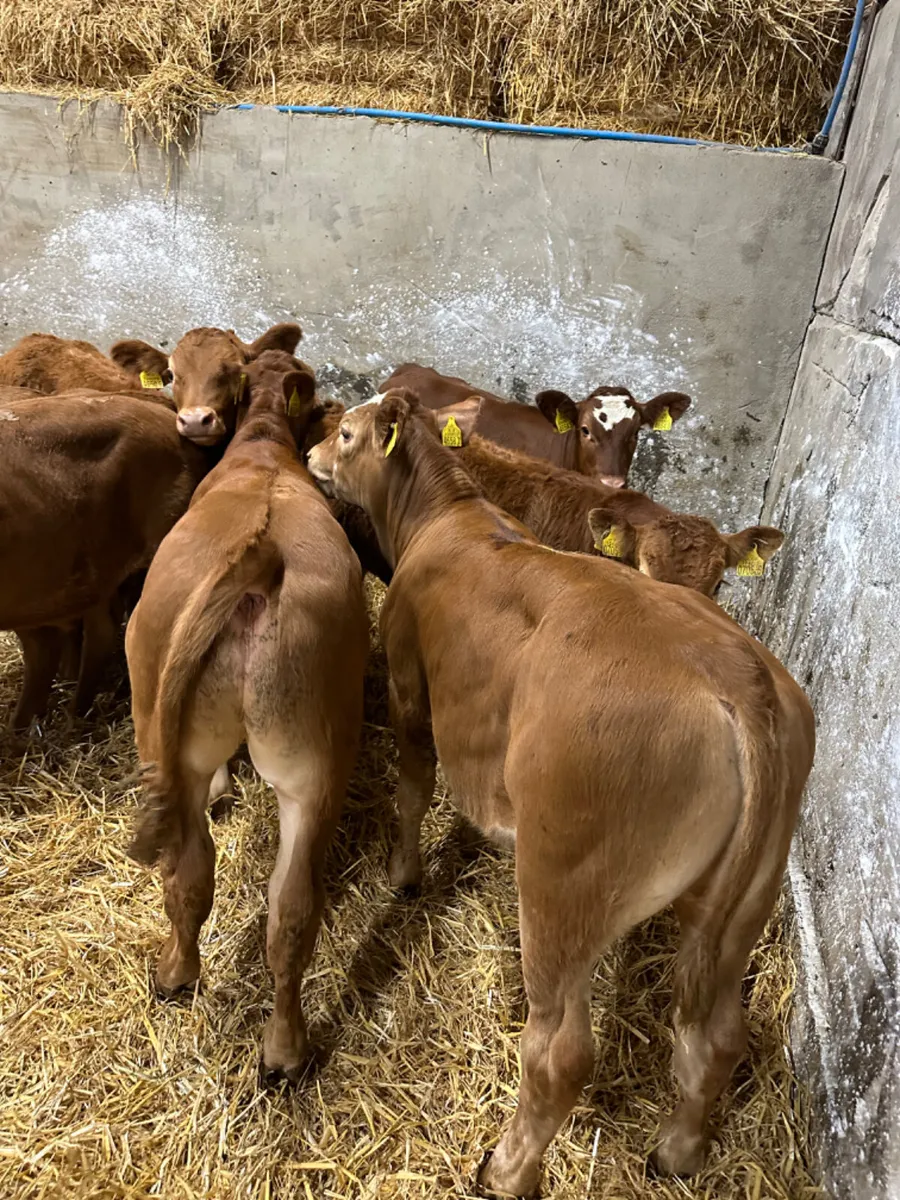 Lim bullocks - Image 3