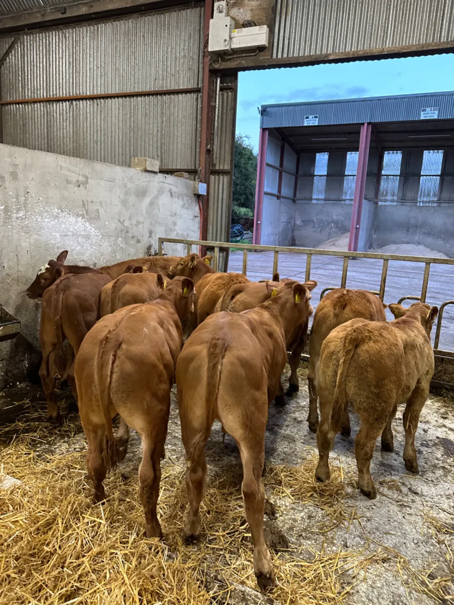 Lim bullocks - Image 4