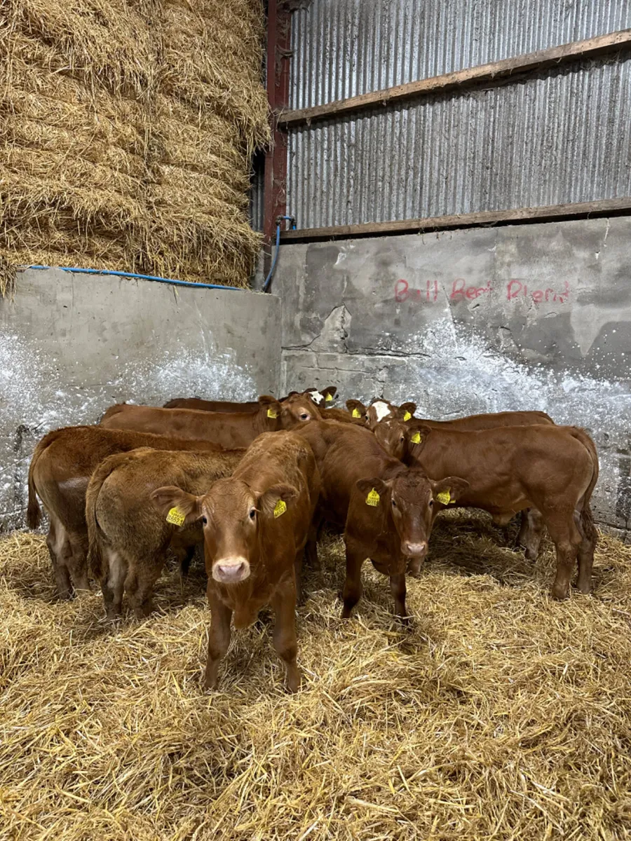 Lim bullocks - Image 1