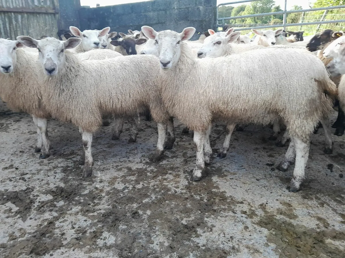 Belclare Ewe Lambs - Image 1