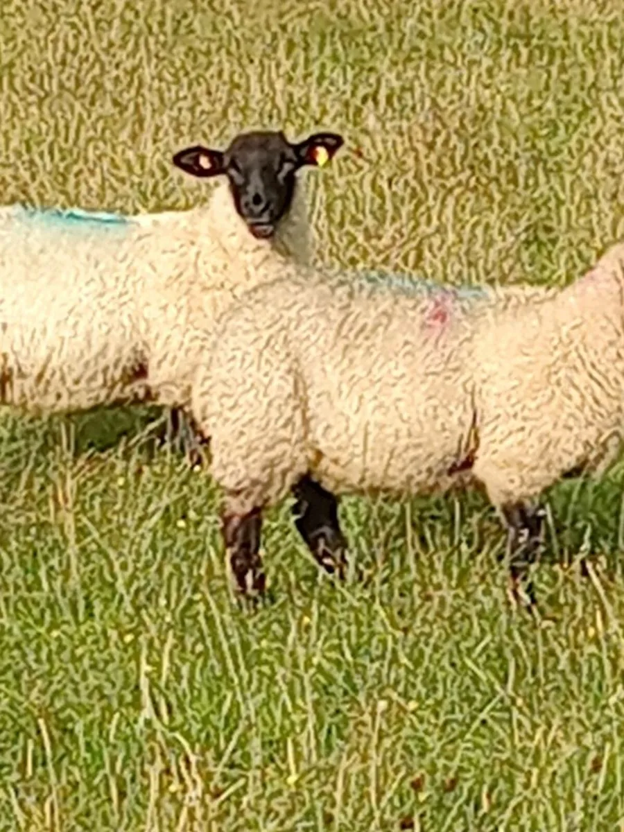 Sheep - Image 1