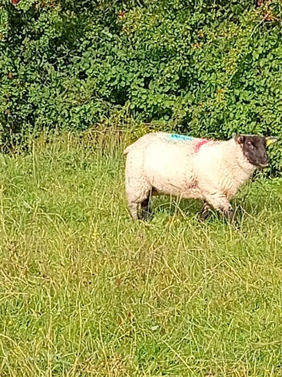 Sheep - Image 2
