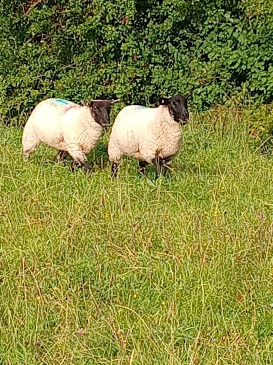 Sheep - Image 3