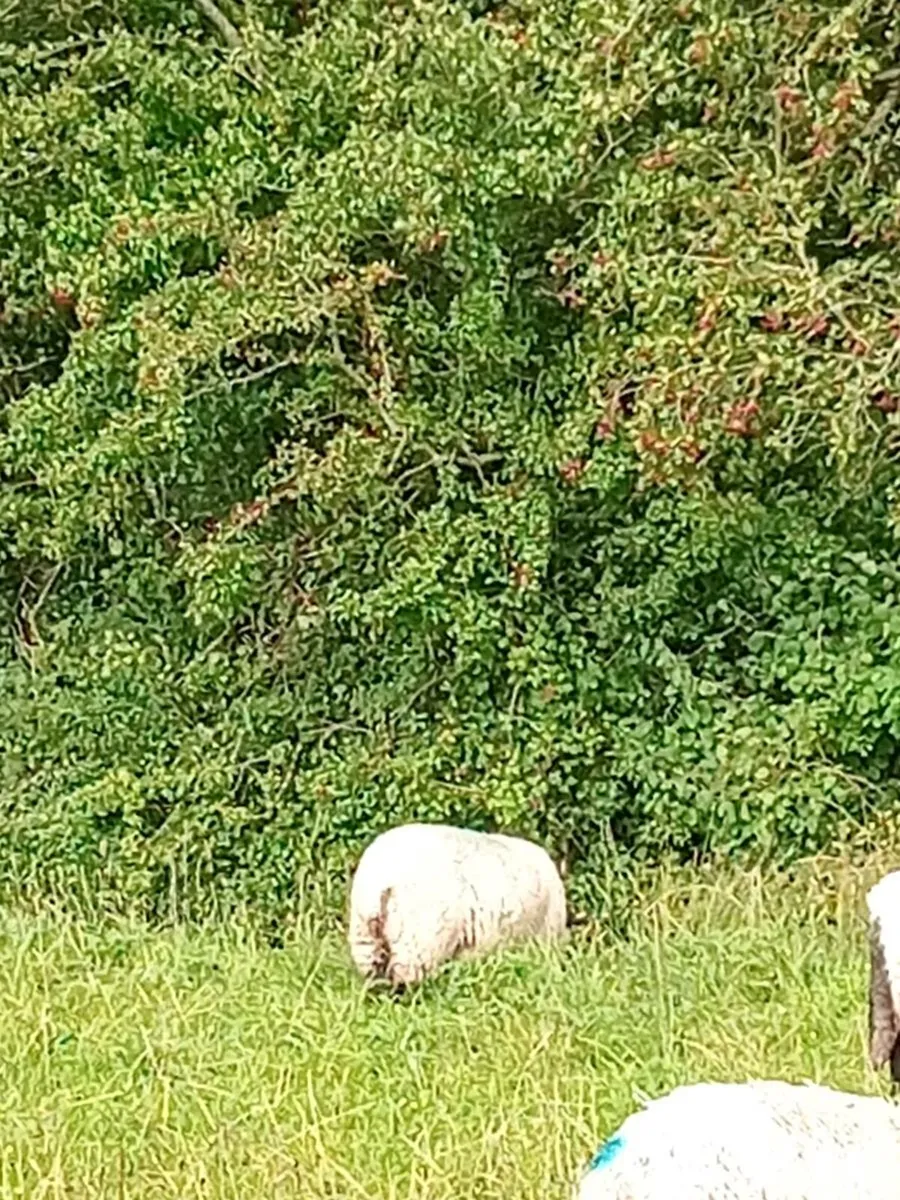Sheep - Image 4