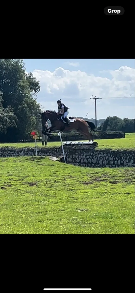 NATIONAL EI 110j CHAMPION 2024 - 2* EVENT HORSE - Image 4