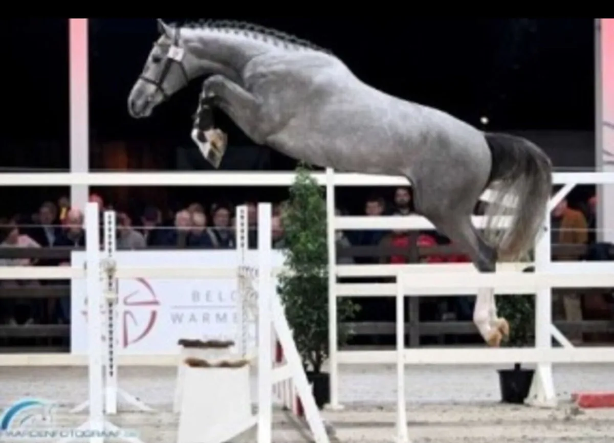 Cardento x Cruising mare in foal - Image 2