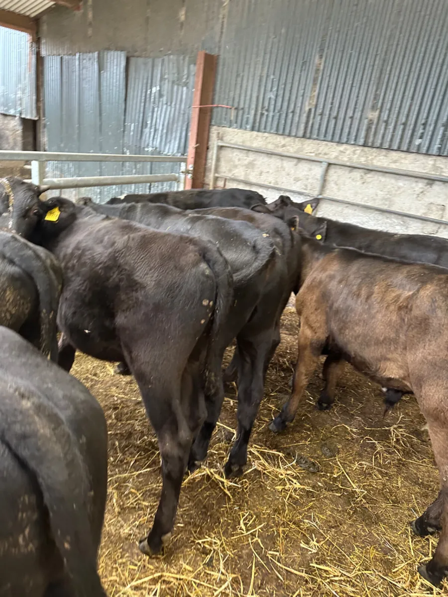 Angus Hereford and lim bulls - Image 1