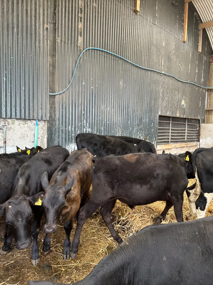 Angus Hereford and lim bulls - Image 3