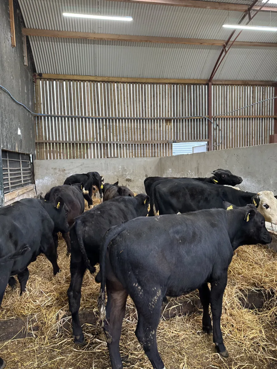 Angus Hereford and lim bulls - Image 2