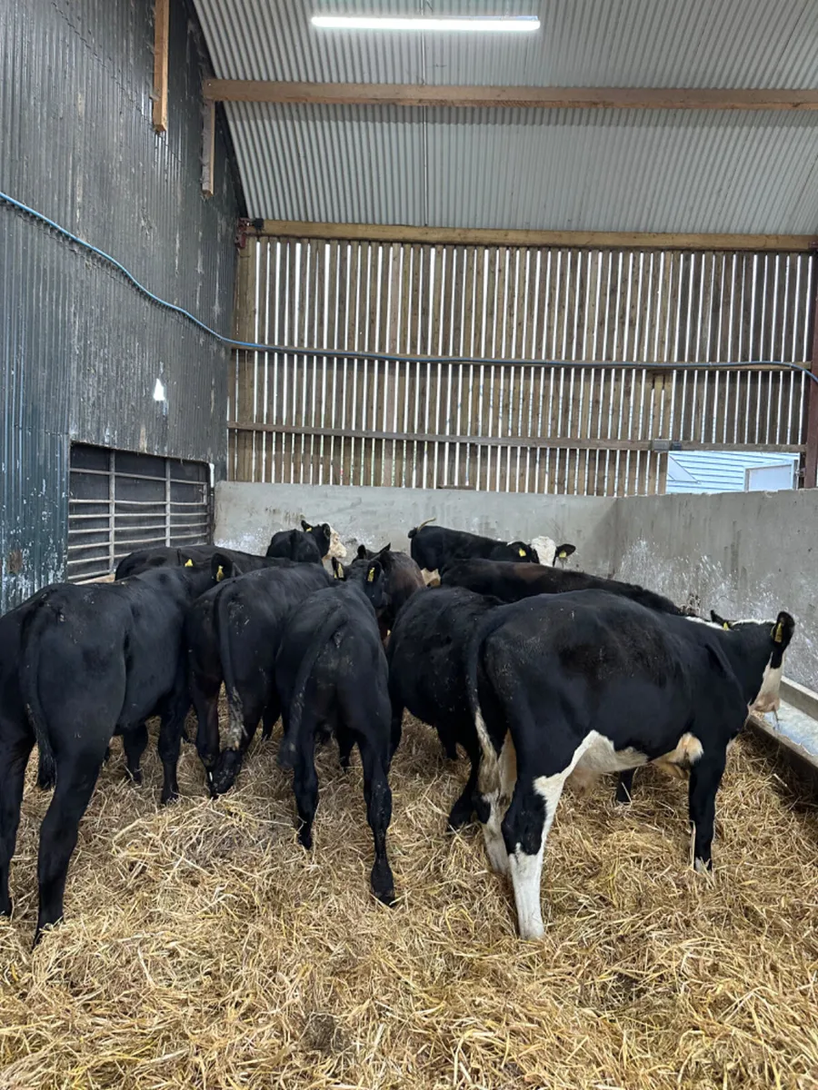 Angus Hereford and lim bulls - Image 4