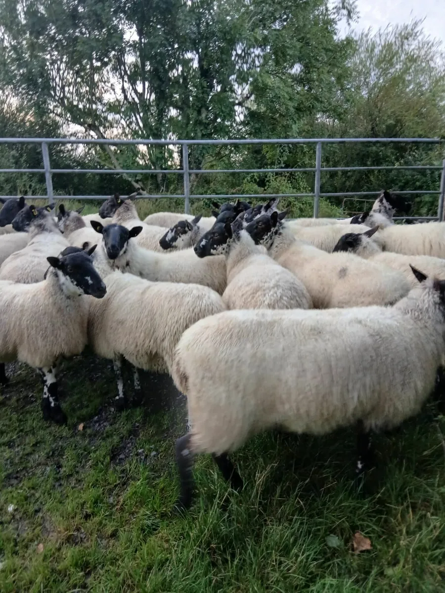 Sheep - Image 1