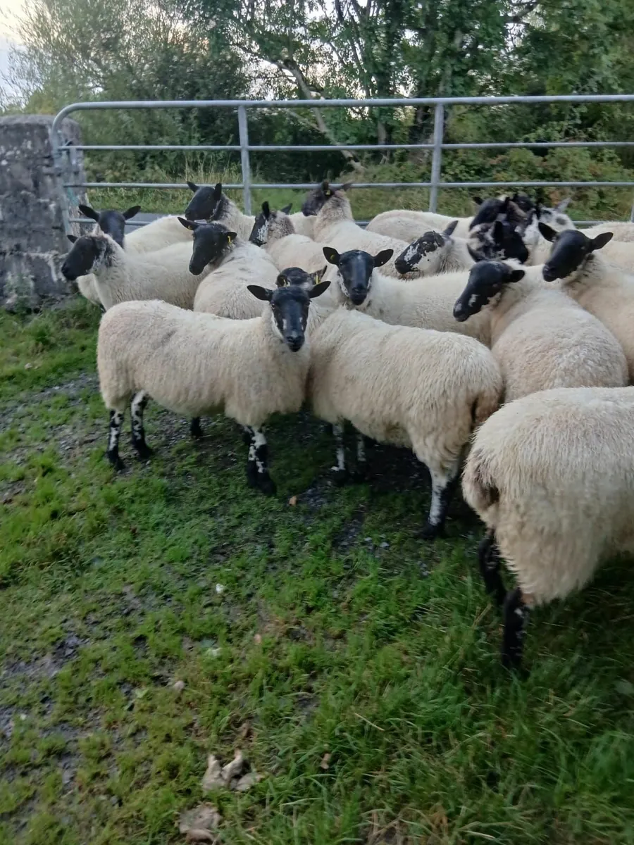 Sheep - Image 2