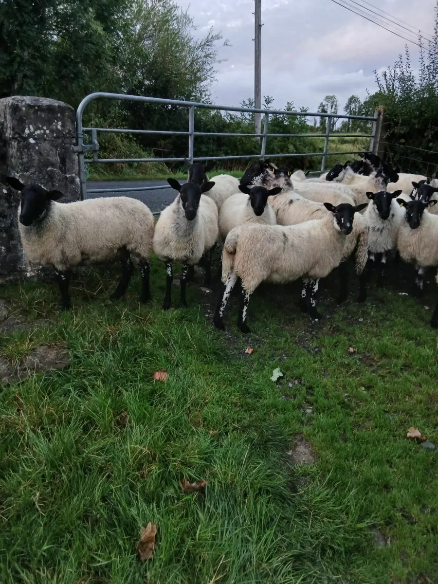 Sheep - Image 3