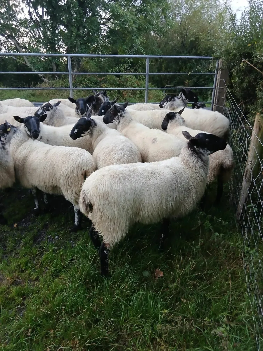Sheep - Image 4