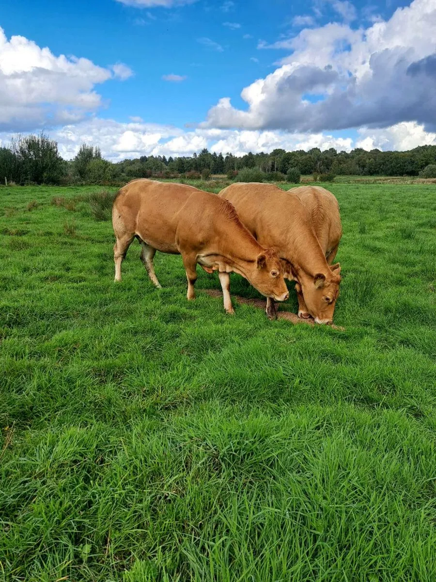 Cows calfs at foot, mohill mart Saturday - Image 2