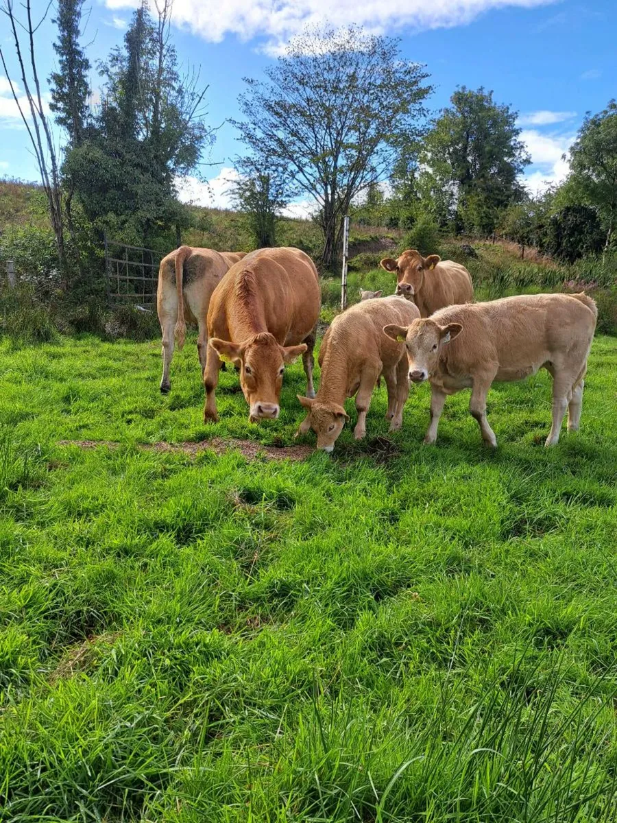 Cows calfs at foot, mohill mart Saturday - Image 3