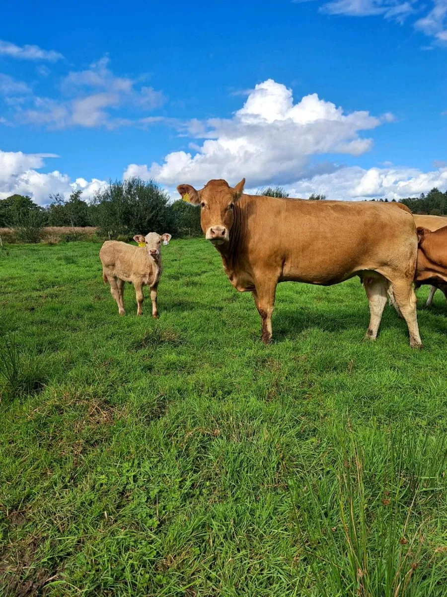 Cows calfs at foot, mohill mart Saturday - Image 4