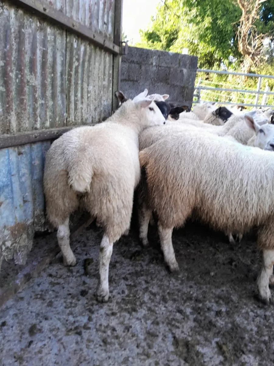 Belclare Ewe Lambs - Image 2