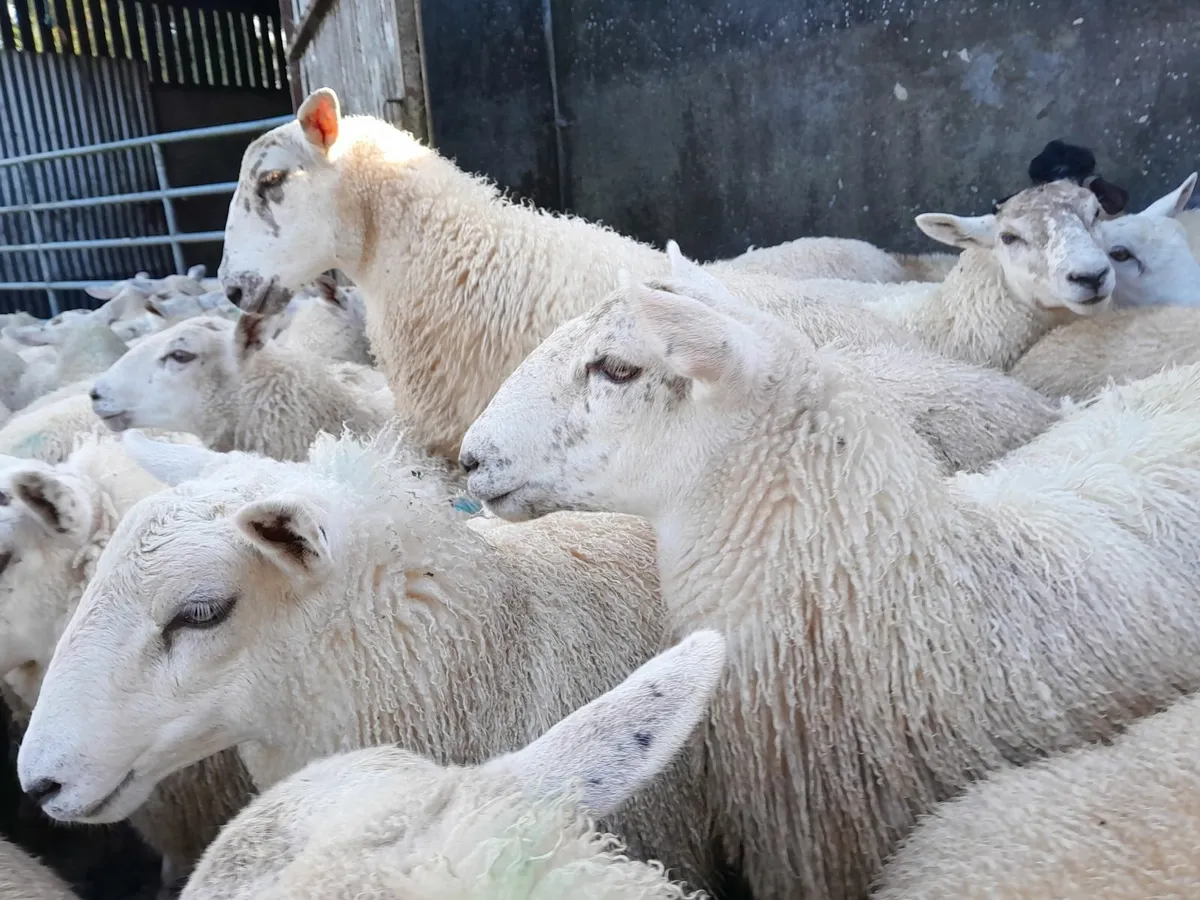 Belclare Ewe Lambs - Image 3
