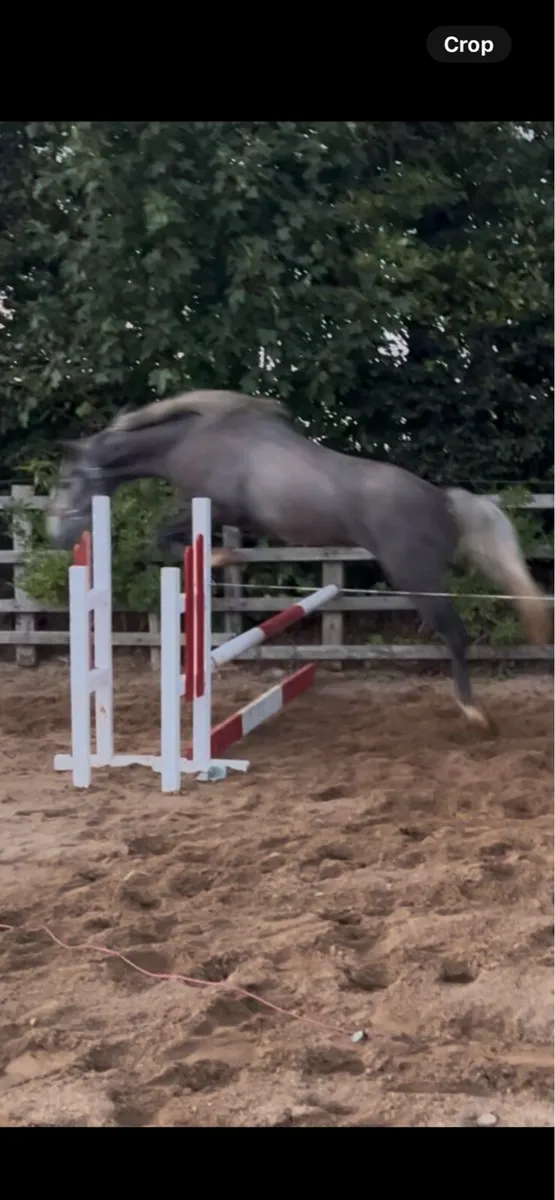 horses sport horses - Image 4