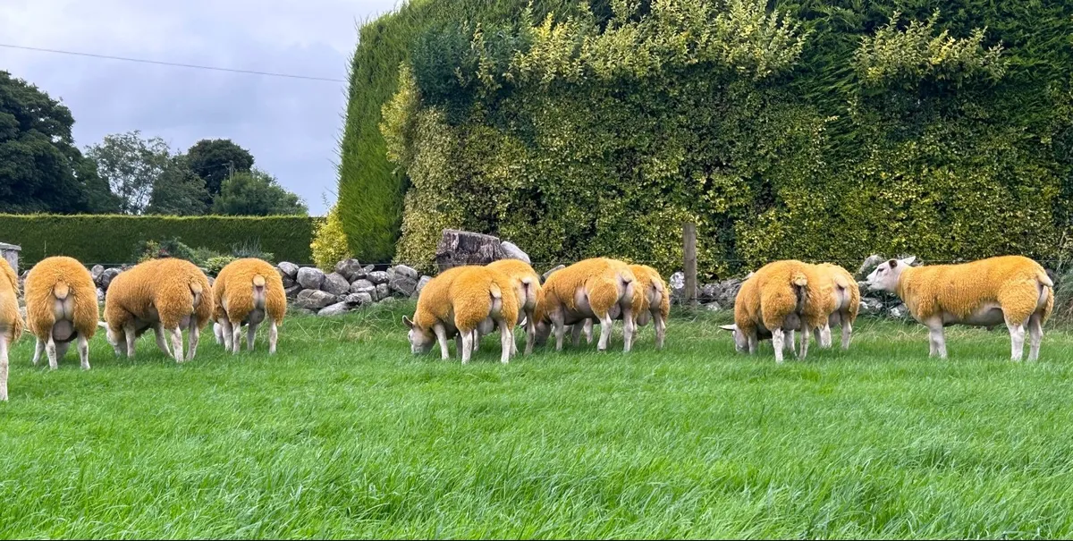 Ped Texel Rams Ballinasloe Mart Thurs 11 September - Image 3
