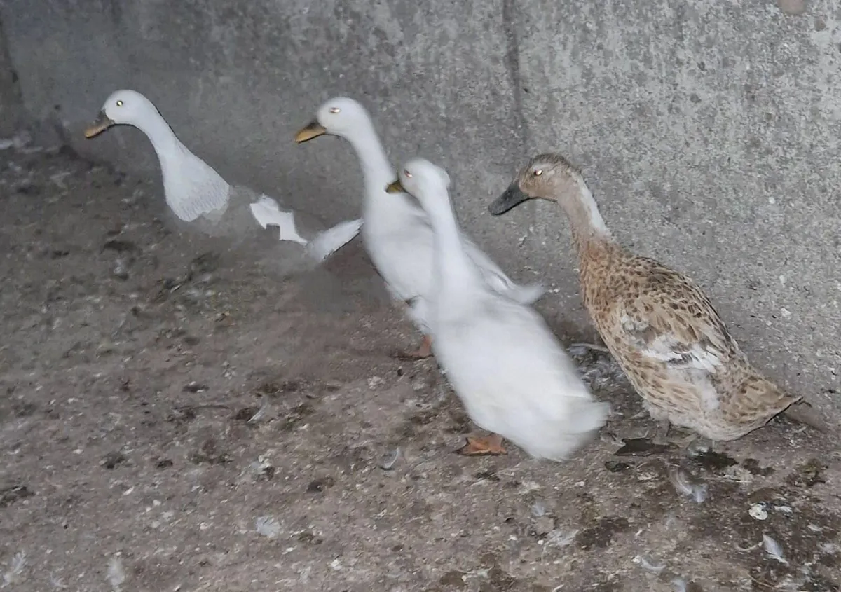 Ducks