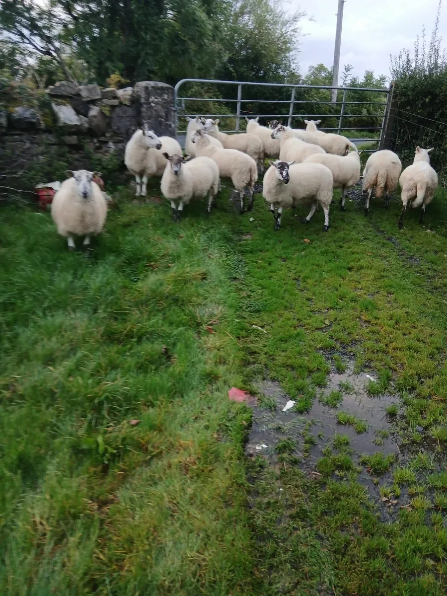 Sheep - Image 1