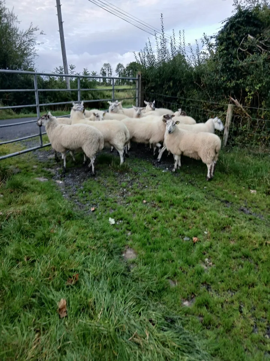 Sheep - Image 2