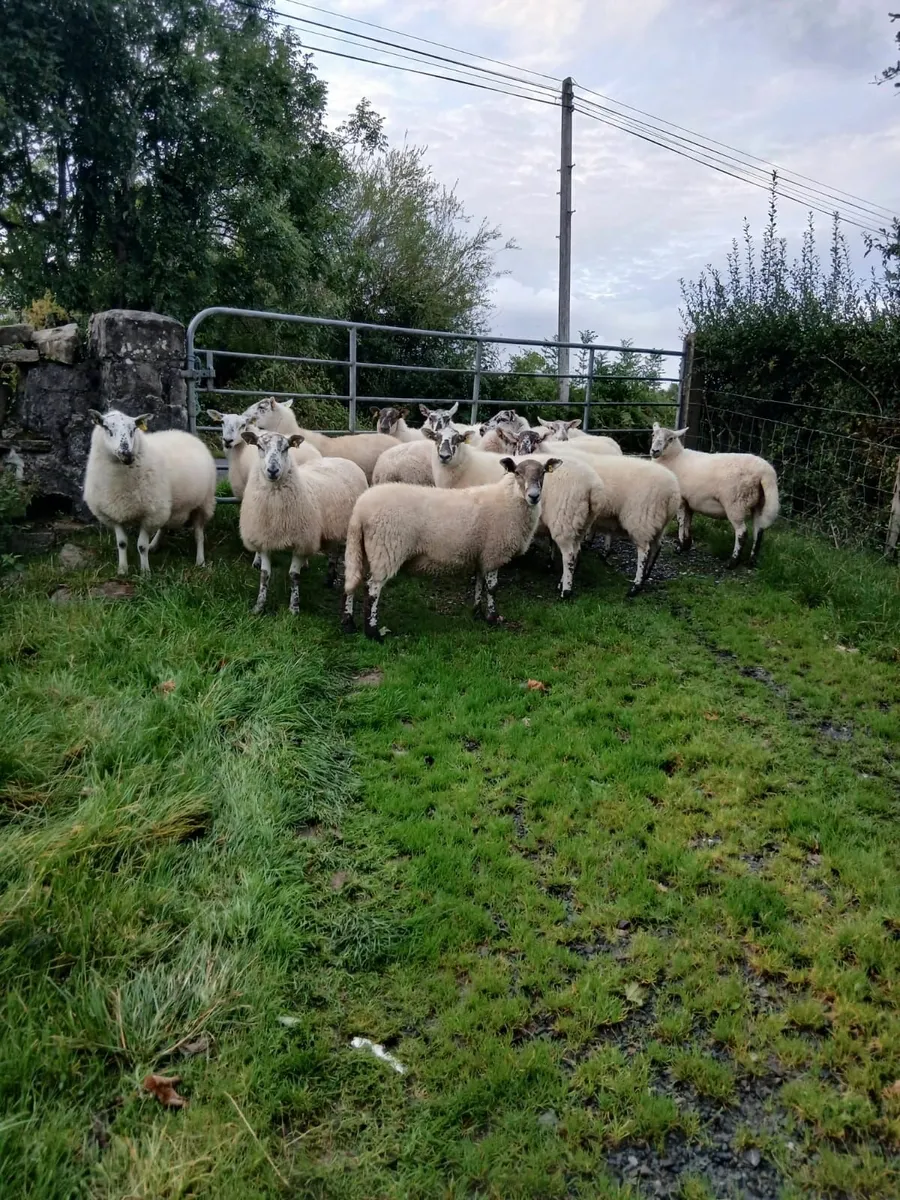 Sheep - Image 3