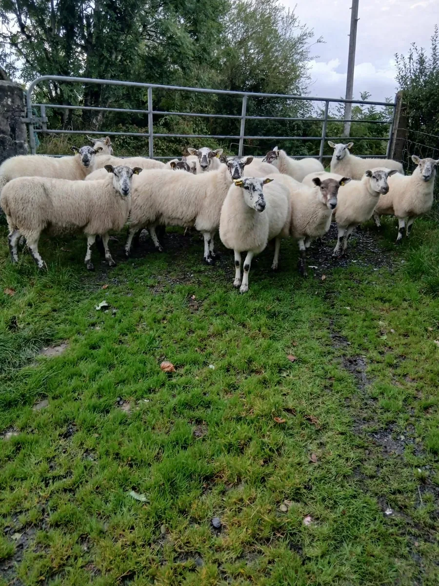 Sheep - Image 4