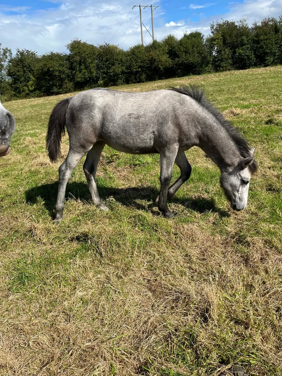 Connemara filly foal - Image 1