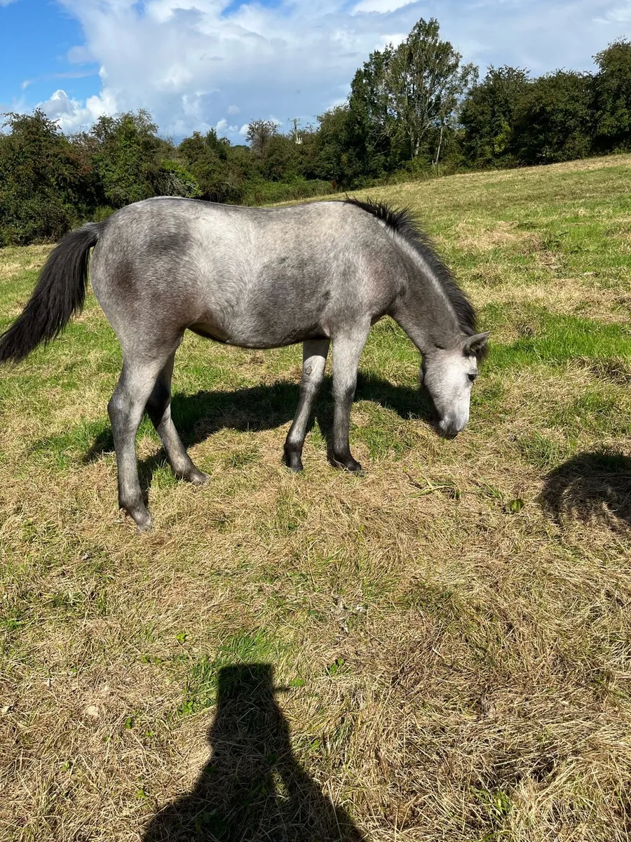 Connemara filly foal - Image 2