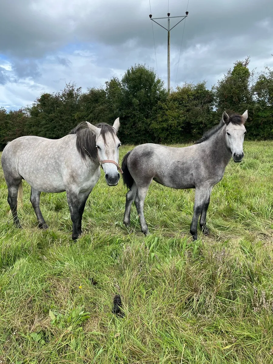 Connemara filly foal - Image 4