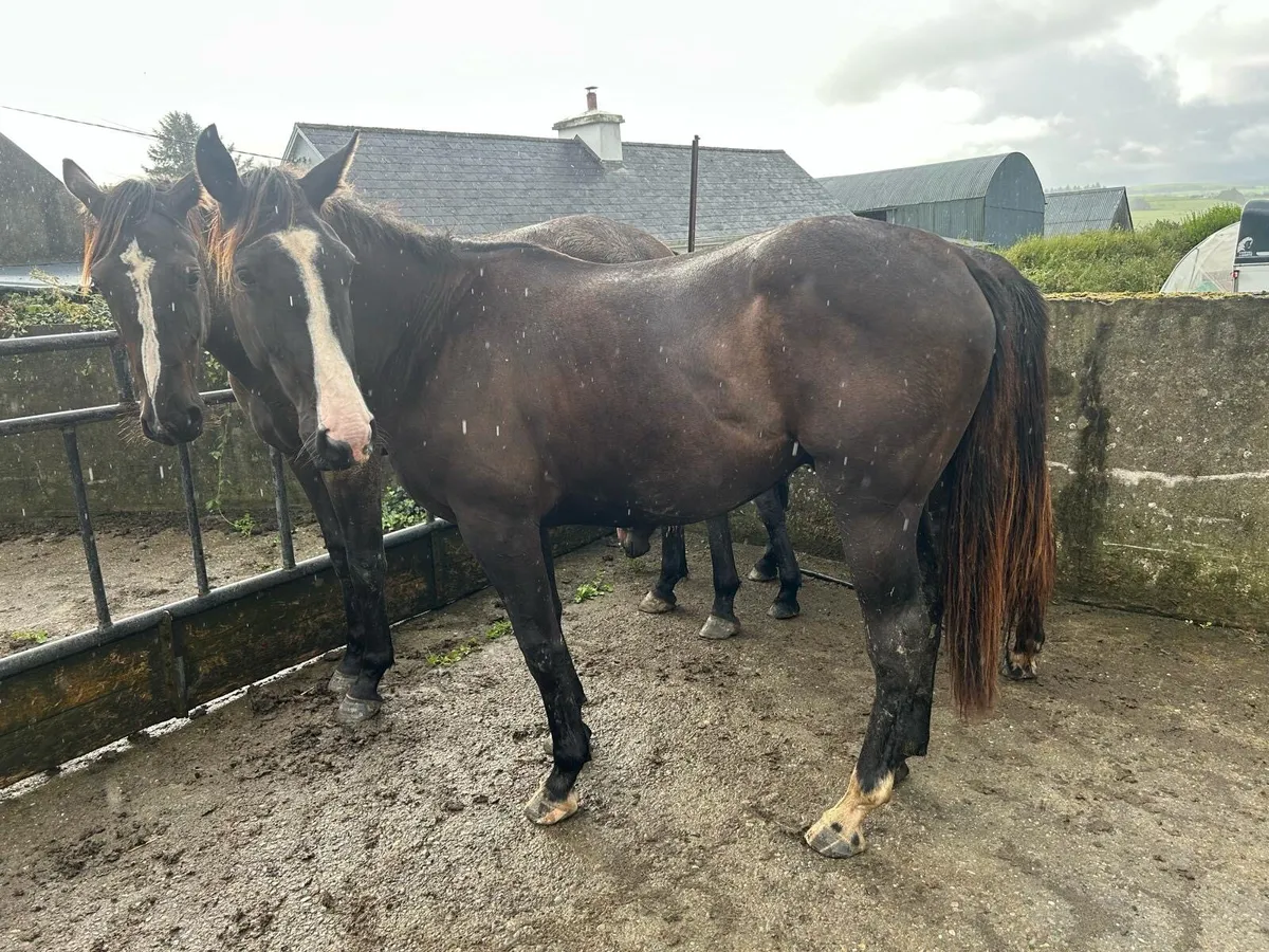2yo gelding by Baby Guinness (WRS) - Image 1