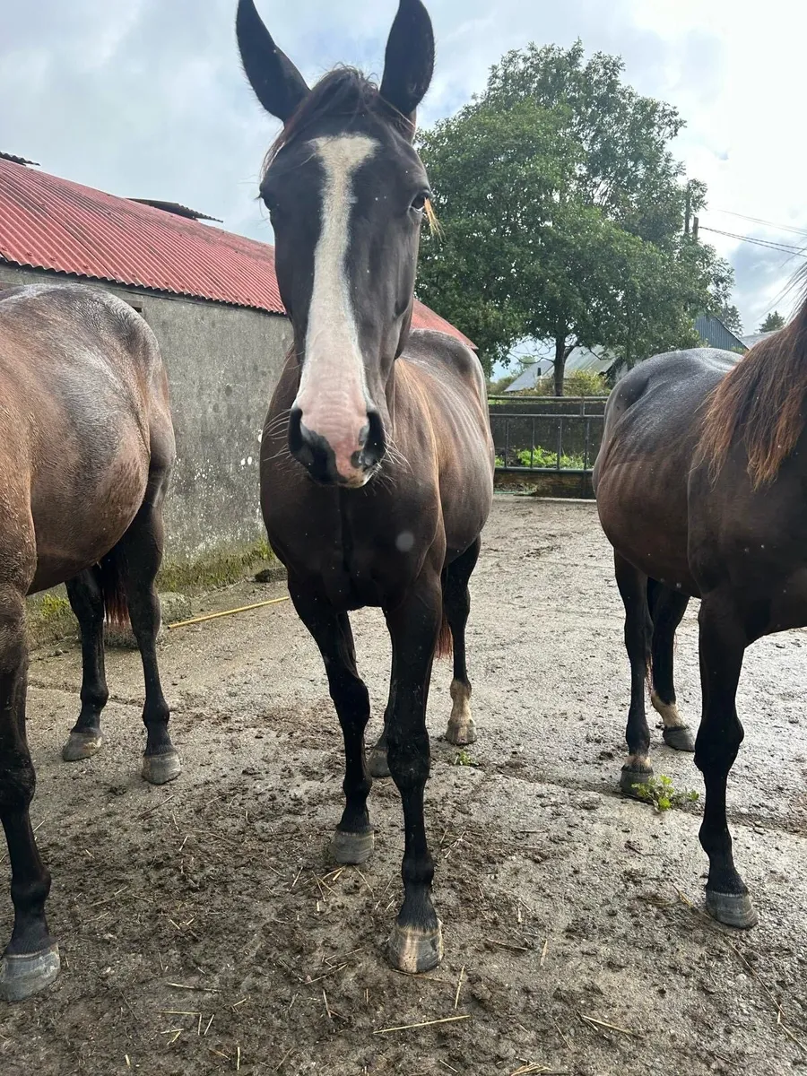 2yo gelding by Baby Guinness (WRS) - Image 2