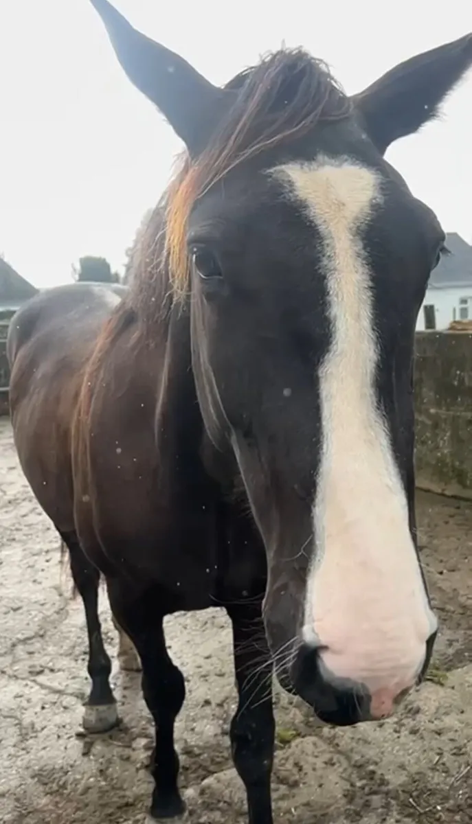2yo gelding by Baby Guinness (WRS) - Image 3