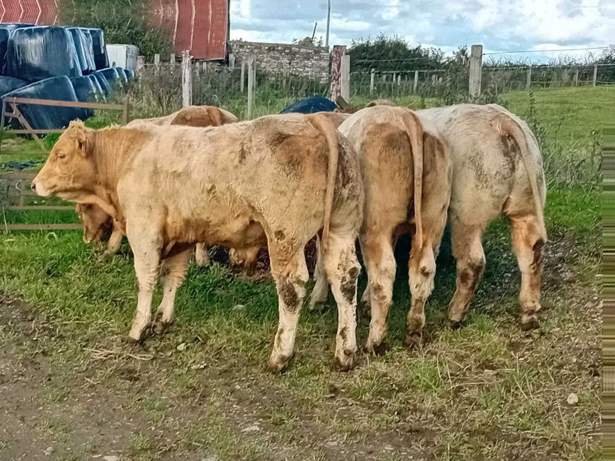 10 Smashing U grade Charlaois bulls - Image 1