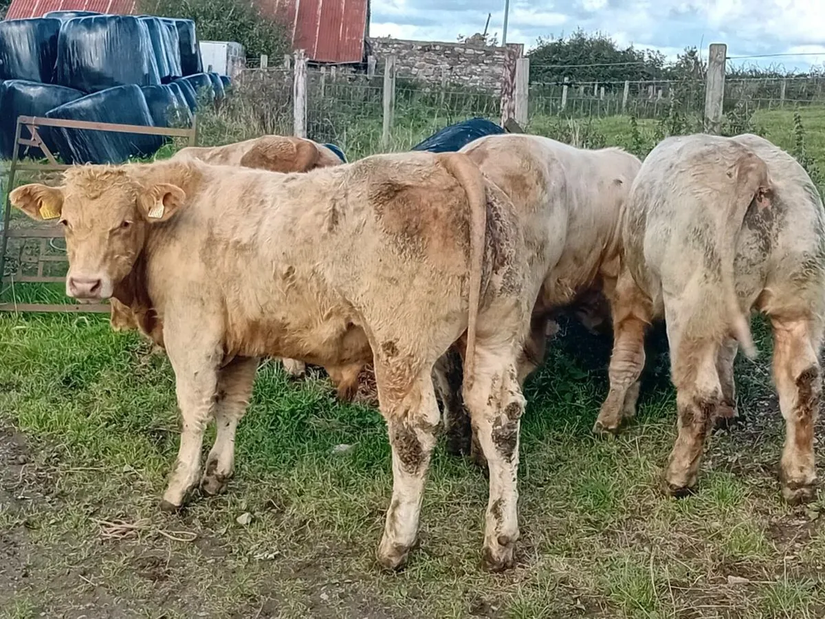 10 Smashing U grade Charlaois bulls - Image 2