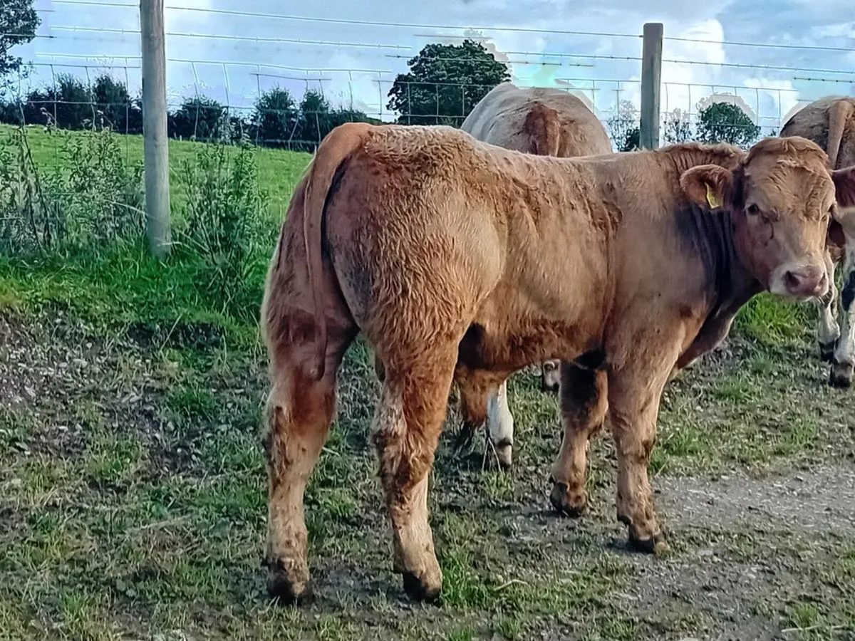 10 Smashing U grade Charlaois bulls - Image 3