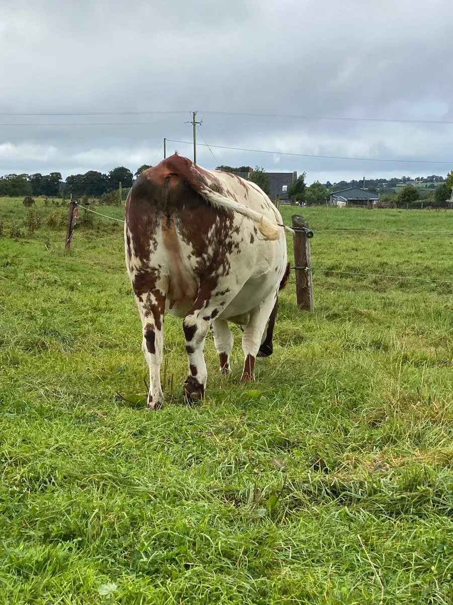 Beef cattle - Image 1