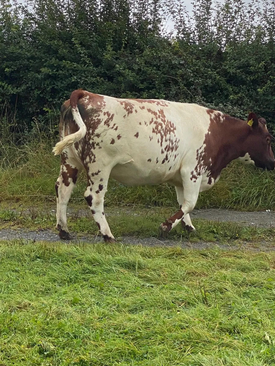 Beef cattle - Image 2