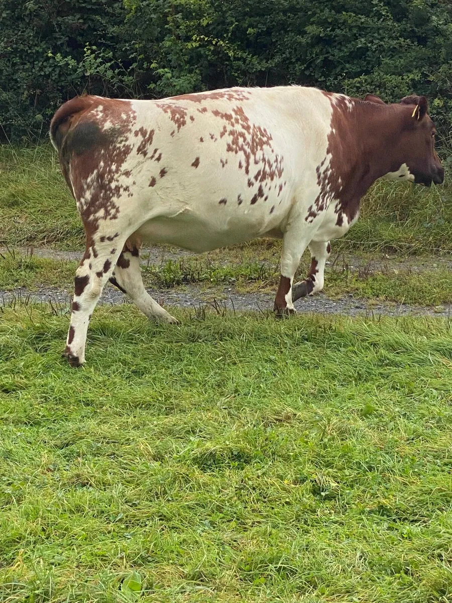 Beef cattle - Image 3