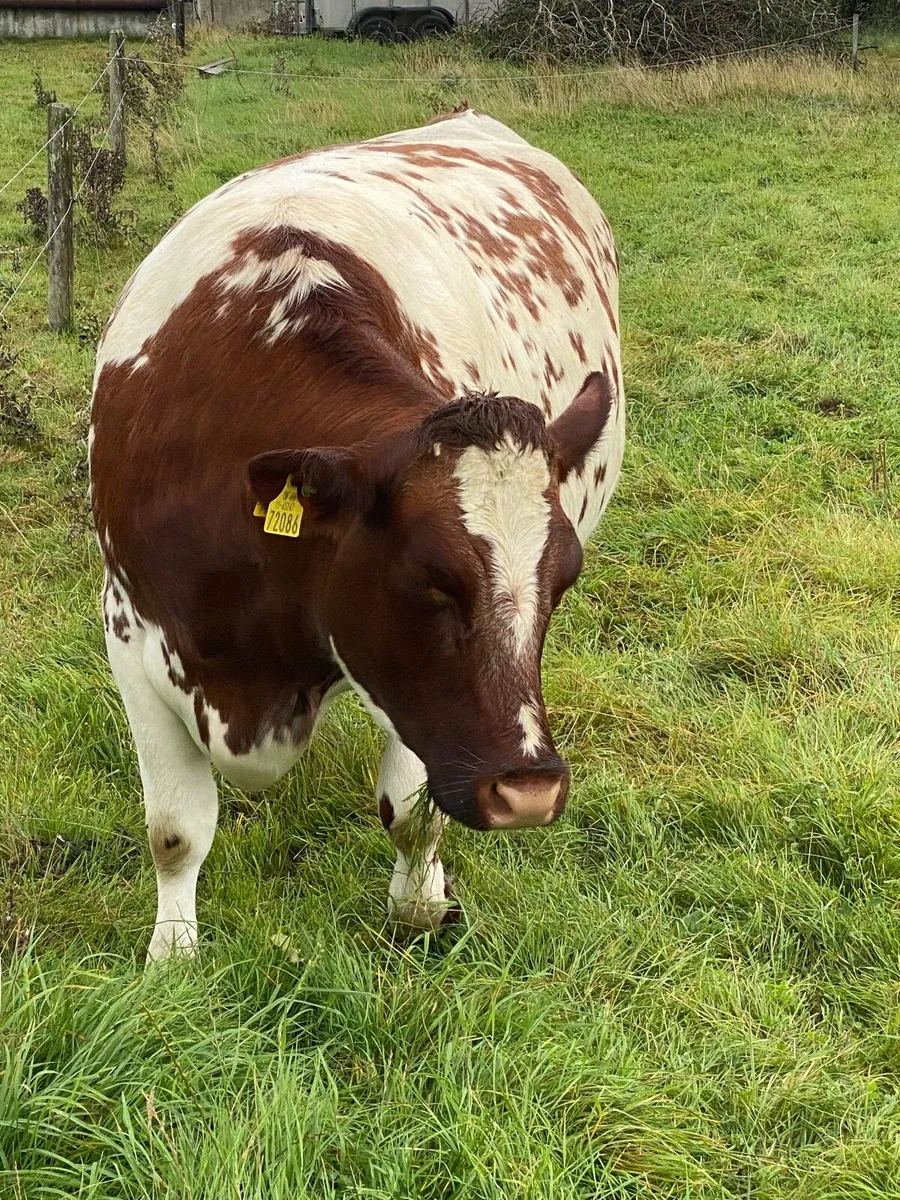 Beef cattle - Image 4