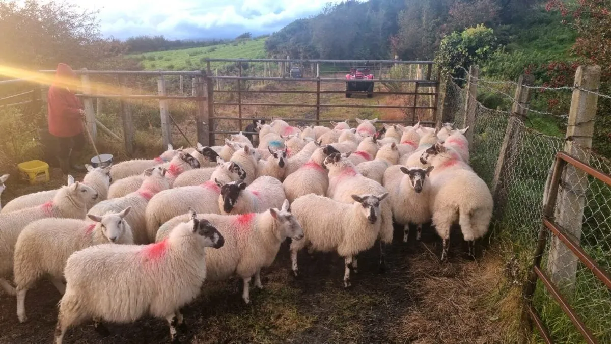 40 Croscreb Ewe lambs - Image 1