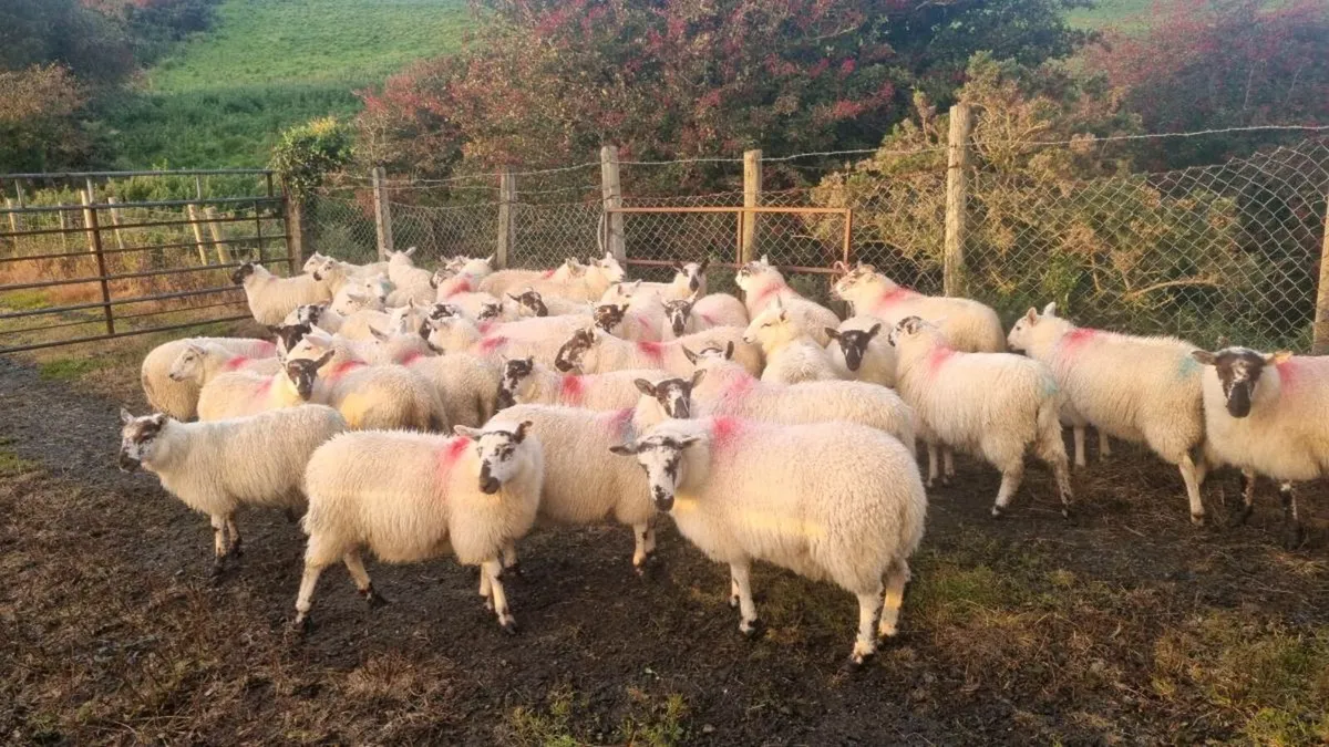 40 Croscreb Ewe lambs - Image 2