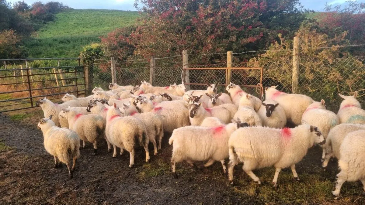 40 Croscreb Ewe lambs - Image 3